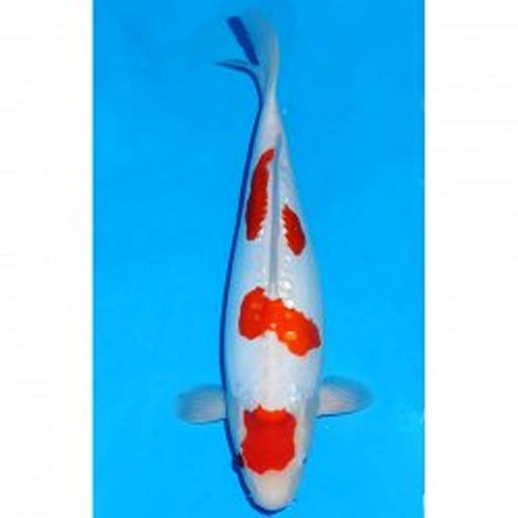 Aquarium/Terrarium Epoxidharz Aquarium/Terrarium Epoxidharz
