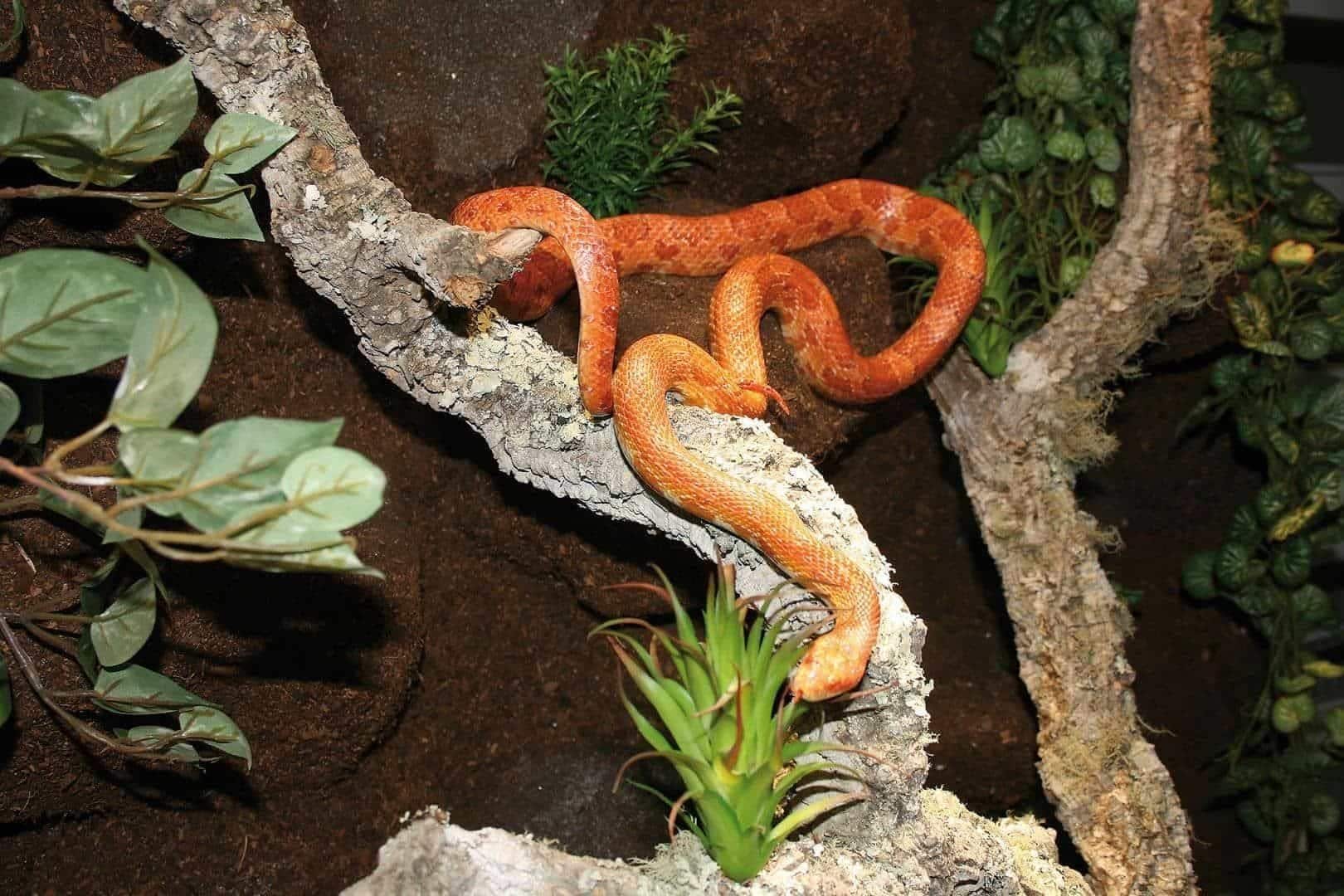 Aquarium/Terrarium Epoxidharz